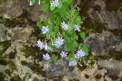 Cicerbita macrorhiza